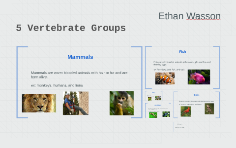5 Vertebrate Groups by Ethan Wasson