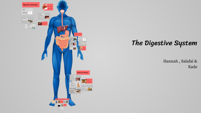 The Digestive System by hannah andaloro on Prezi