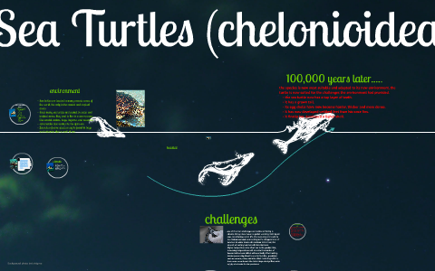 Sea Turtles by julia buksa on Prezi