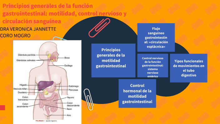 Principios generales de la función gastrointestinal: motilidad, control