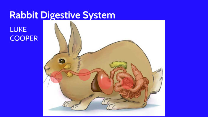 LC Rabbit Digestive System by Luke Cooper on Prezi