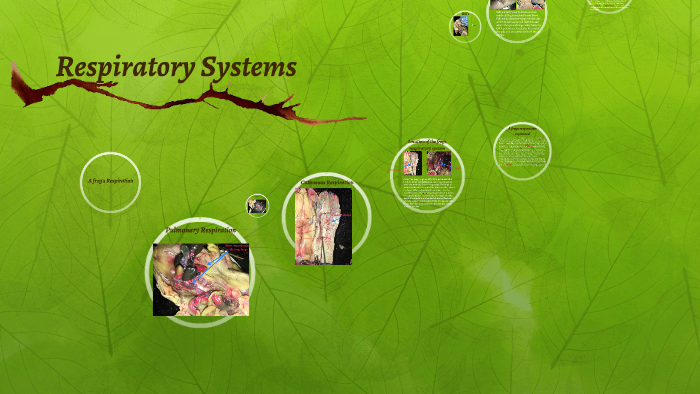 Respiratory Systems by Harman Gosal on Prezi