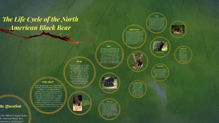 The Life Cycle Of The North American Black Bear By Megan Metcalf