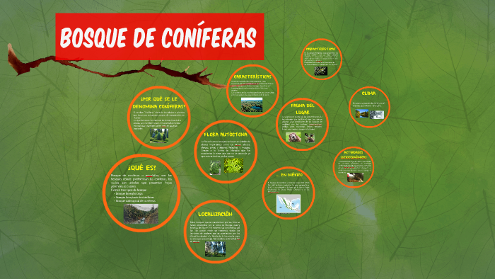 BOSQUE DE CONÍFERAS by Heidy Fuentes on Prezi Next