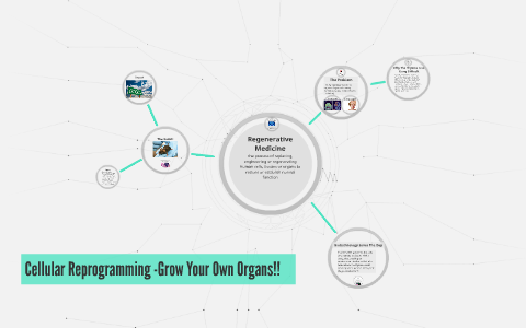 Cellular Reprogramming -Grow Your Own Organs!! by Clara Ashton on Prezi