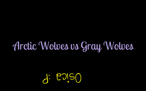 Arctic Wolf vs Gray Wolf by Osica Pasachhe on Prezi