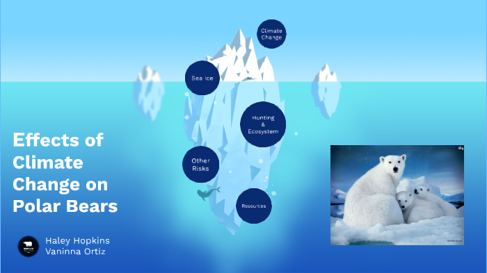 The Effects of Climate Change on Polar Bears by Haley Hopkins on Prezi