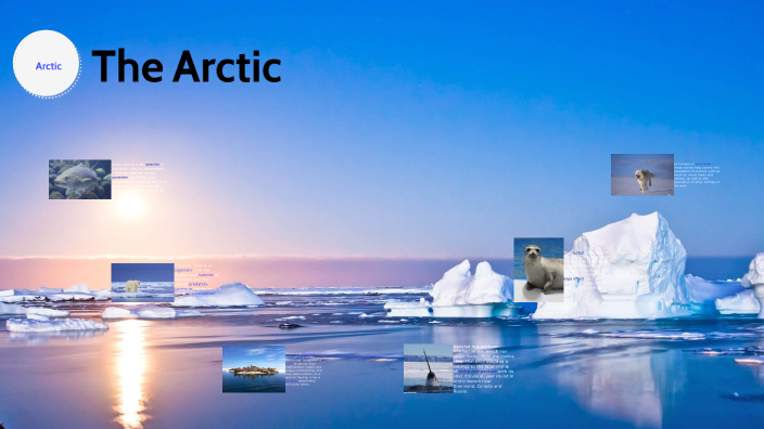 The Arctic by Cecilia Yan on Prezi