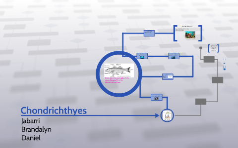 Chondrichthyes by