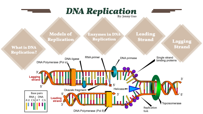 DNA replication by Jenny Guo on Prezi