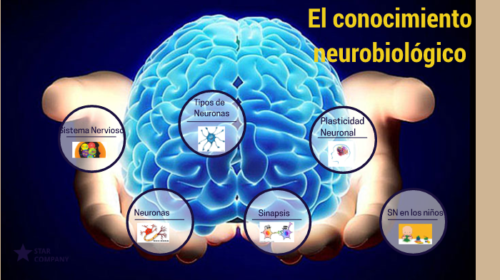 Conocimiento Neurobiológico by Dennis Anabel Vasco Albuja on Prezi