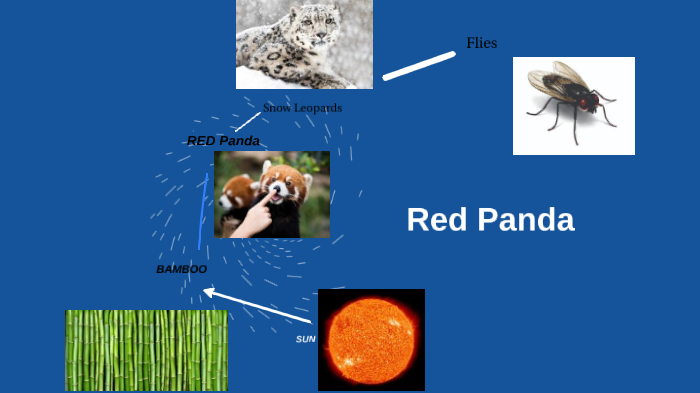 Red Panda Food Web by Bradley Stamey on Prezi