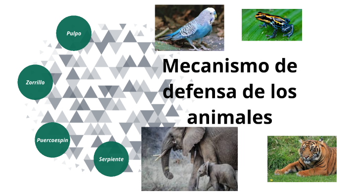 Mecanismos De Defensa De Los Animales