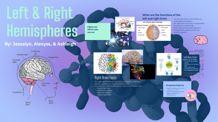 Left and Right Hemispheres of the Brain-Jessalyn & Alexyss by JESSALYN ...