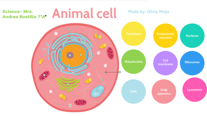 Animal cell by Olivia Mejia on Prezi