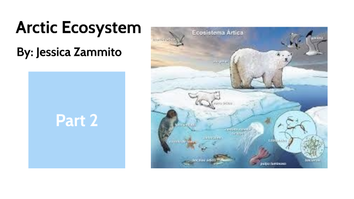 Artic Ecosystem by Jessica Zammito on Prezi