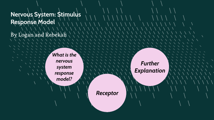 Nervous System Stimulus Response Model by Logan Malandrini on Prezi