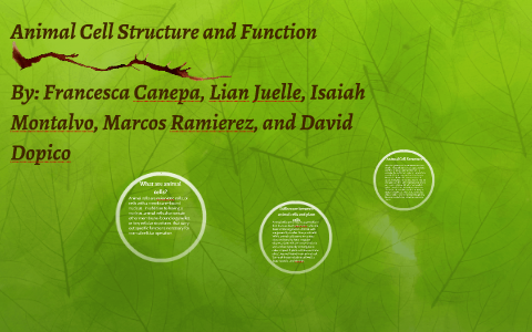 Animal Cell Structure and Function by Francesca Canepa on Prezi