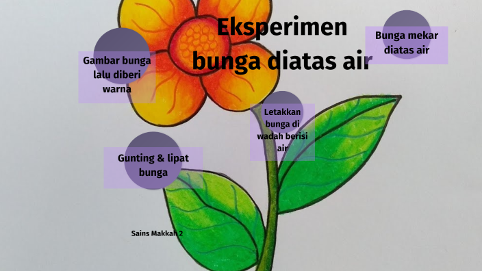 Eksperimen Bunga Mekar Diatas Air By Tk Hanifah On Prezi Next 6892