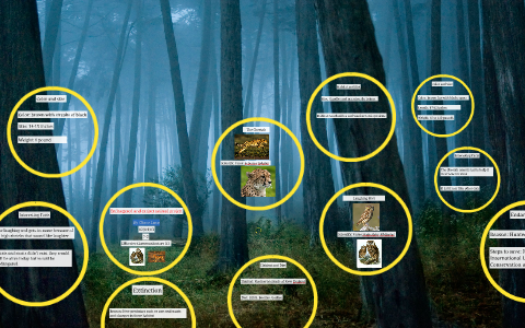 Endangered and extinct animal project by chase lara on Prezi