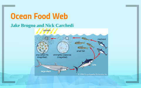 oceanic food web essay assignment