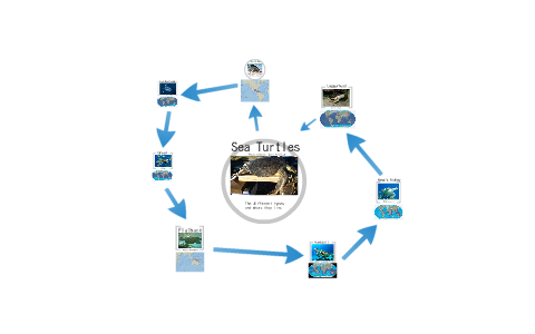 Sea Turtles by Alyssa Montano on Prezi