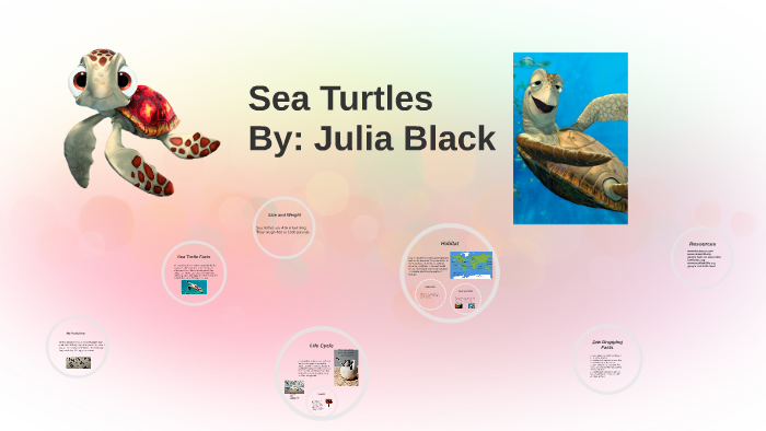 Sea Turtles by julia black on Prezi