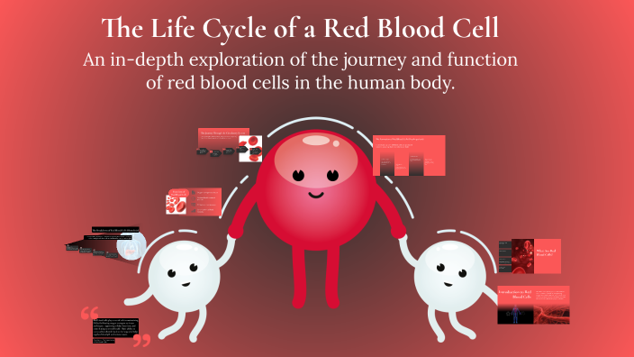 The Life Cycle of a Red Blood Cell by LEOCRIS JR. LADRINGAN on Prezi