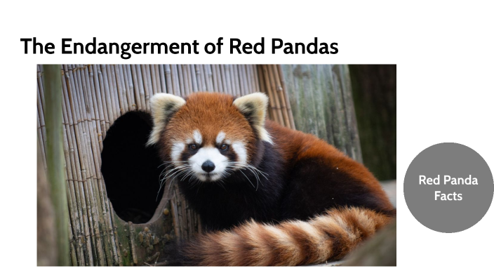 The Endangerment of Red Pandas by Omar Cantarero on Prezi