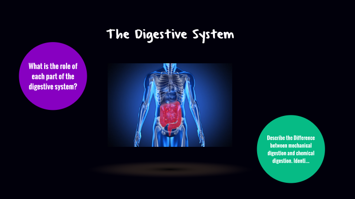 The Digestive System by E B on Prezi