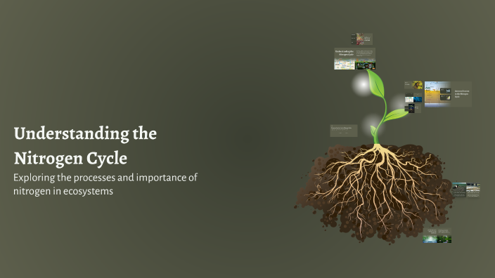 Understanding the Nitrogen Cycle by Salem AlSalem on Prezi