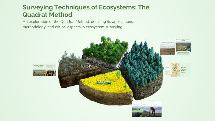 Surveying Techniques of Ecosystems: The Quadrat Method by mishal hassan ...