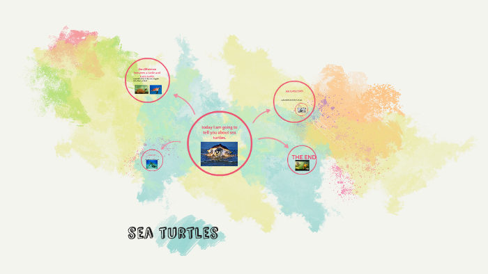 sea turtles by alyssa carnahan on Prezi