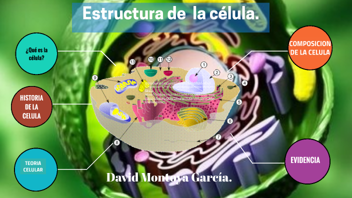 ESTRUCTURA DE LA CELULA by Wilfredo Neyra on Prezi