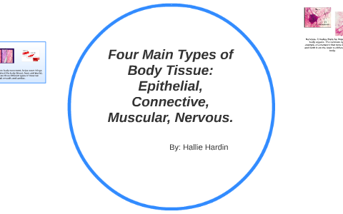 Four Main Types of Body Tissue: by Hallie Hardin on Prezi