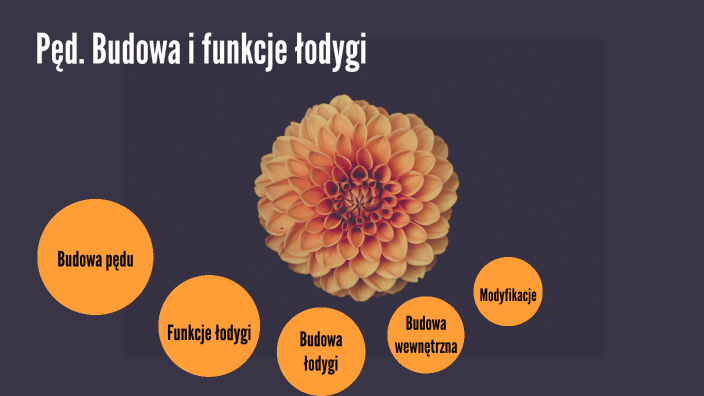 Budowa I Funkcje Liścia Prezentacja Pęd. Budowa i funkcje łodygi by Sylwia Kaniewska on Prezi