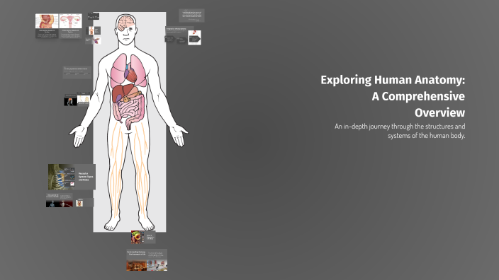 Exploring Human Anatomy: A Comprehensive Overview by lathika sri on Prezi