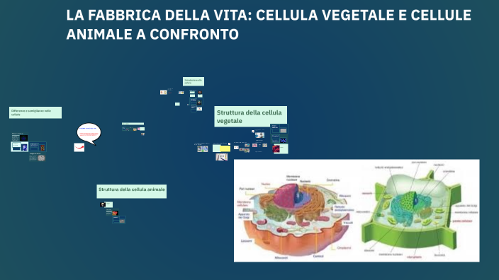 CELLULA VEGETALE E ANIMALE A CONFRONTO by Federica Sirianni on Prezi