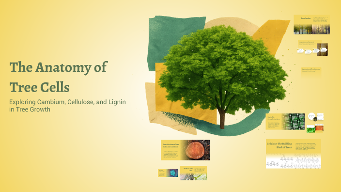 Tree Cells Samples The Anatomy of Tree Cells by Chahdouna on Prezi