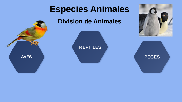 Especies Animales by centcicon suertudo dos on Prezi