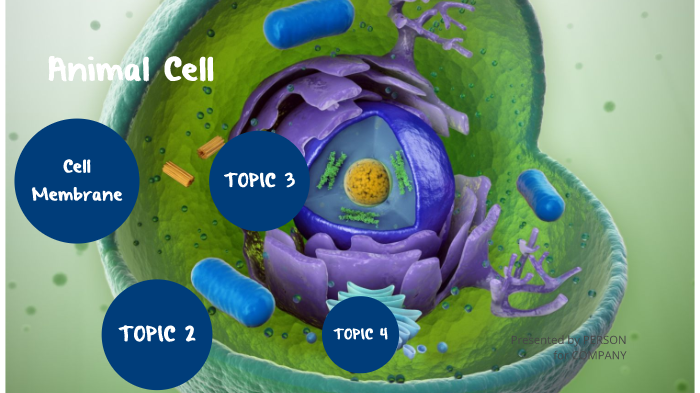 Animal Cell Analogy Project by Mikayla Jackson on Prezi