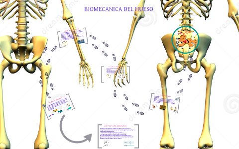 BIOMECANICA DEL HUESO By Diana Trujillo On Prezi