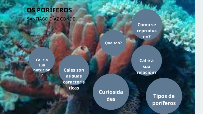 OS PORÍFEROS by Santiago Diaz Conde on Prezi