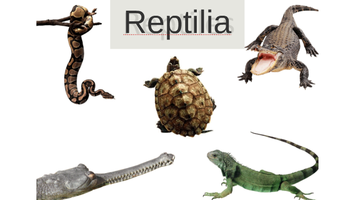 Class Reptilia By Josh Kui