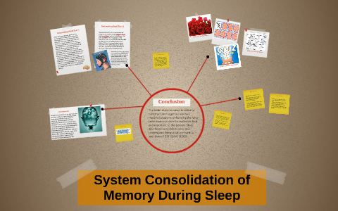 System Consolidation of Memory During Sleep by Kelsey Adley on Prezi