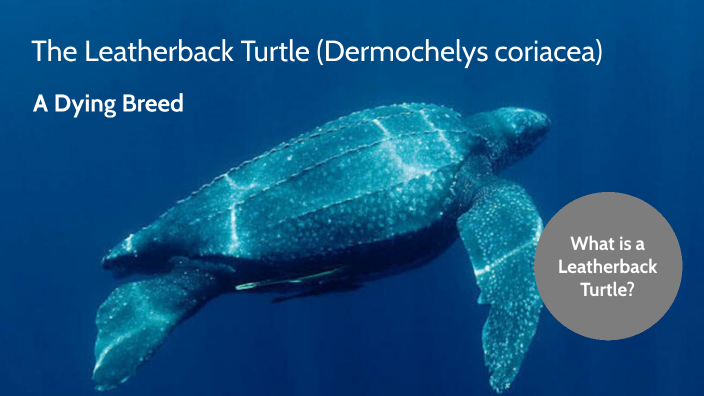 Leatherback turtle by Mason Hughes on Prezi