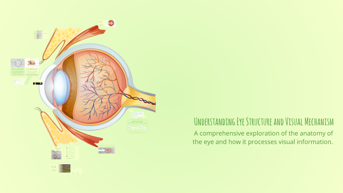 Understanding Eye Structure and Visual Mechanism by Tam Nguyen on Prezi