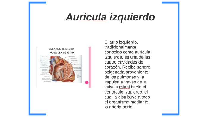 auricula meretricula 8 translation free