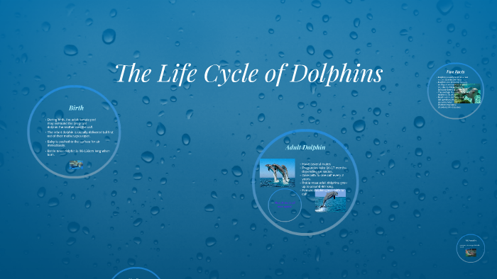 The Life Cycle of Dolphins by Maria Mendoza