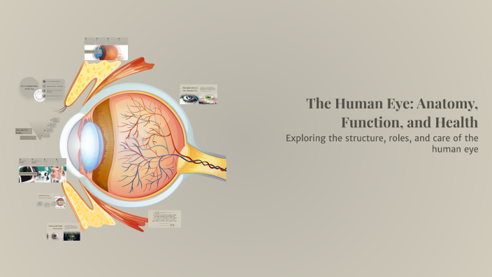 The Human Eye: Anatomy, Function, and Health by jana savic on Prezi
